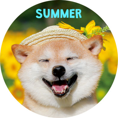 夏